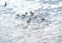 caribou herd